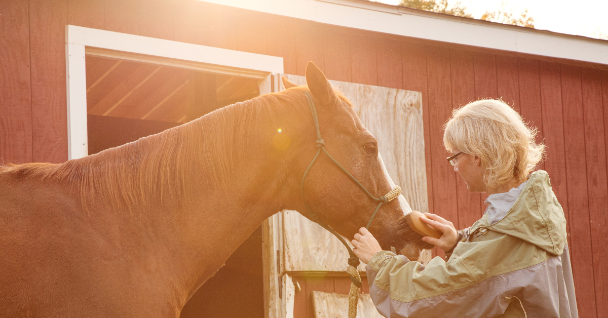 Horse Ownership for Beginners The Ultimate Guide for Beginner Horse Owners